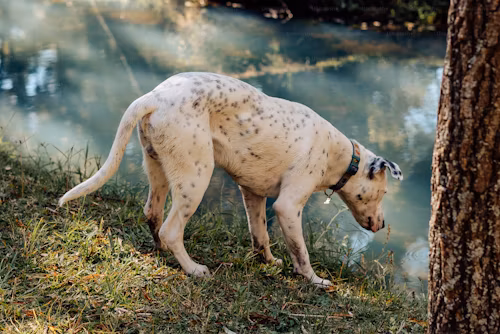 Australian Dog
